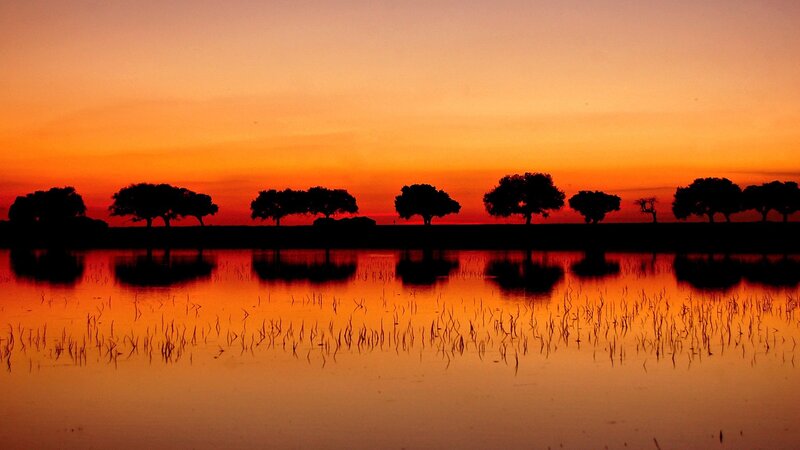 Silhouetted trees at sunset