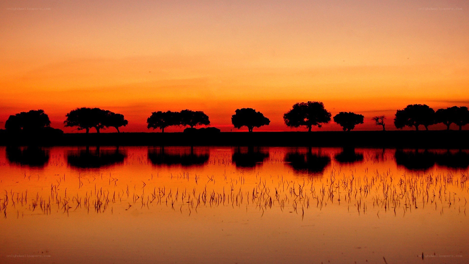 Silhouetted trees at sunset