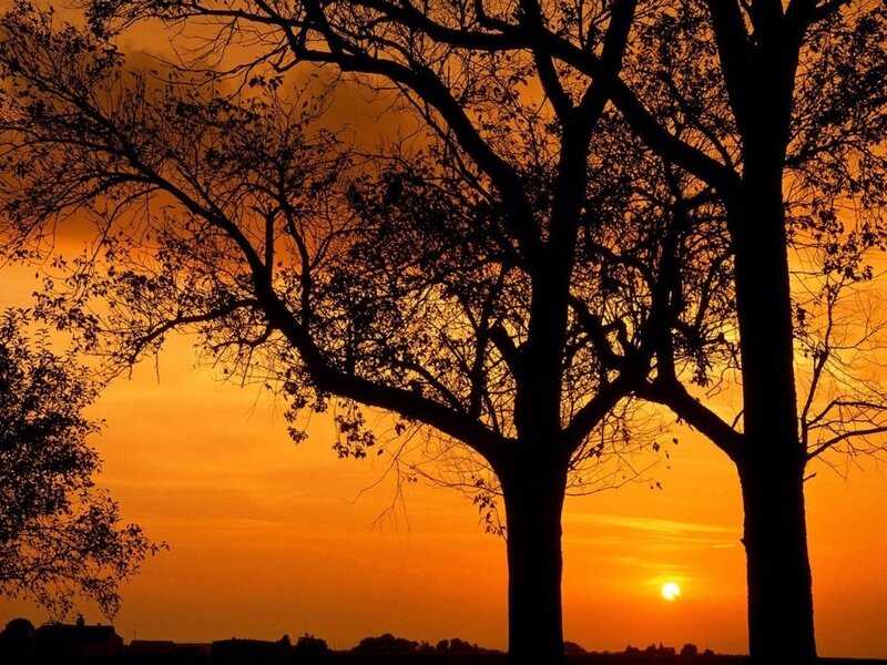 Silhouetted trees at sunset