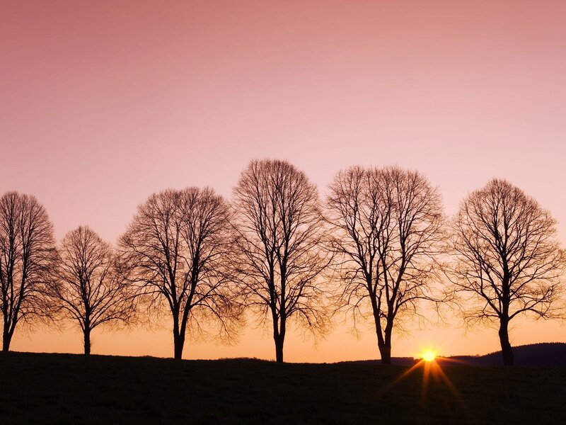 Silhouetted trees at sunset