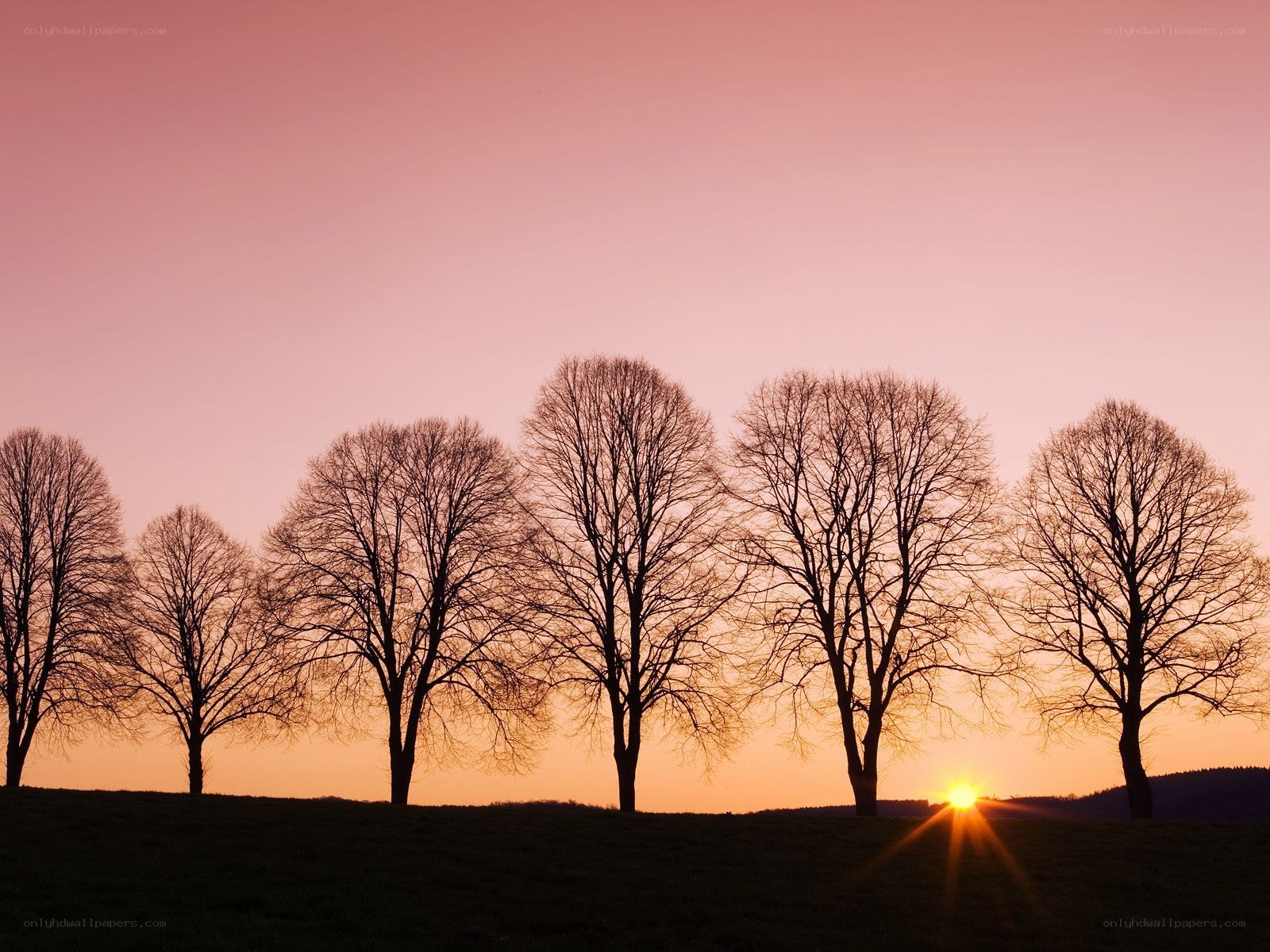 Silhouetted trees at sunset