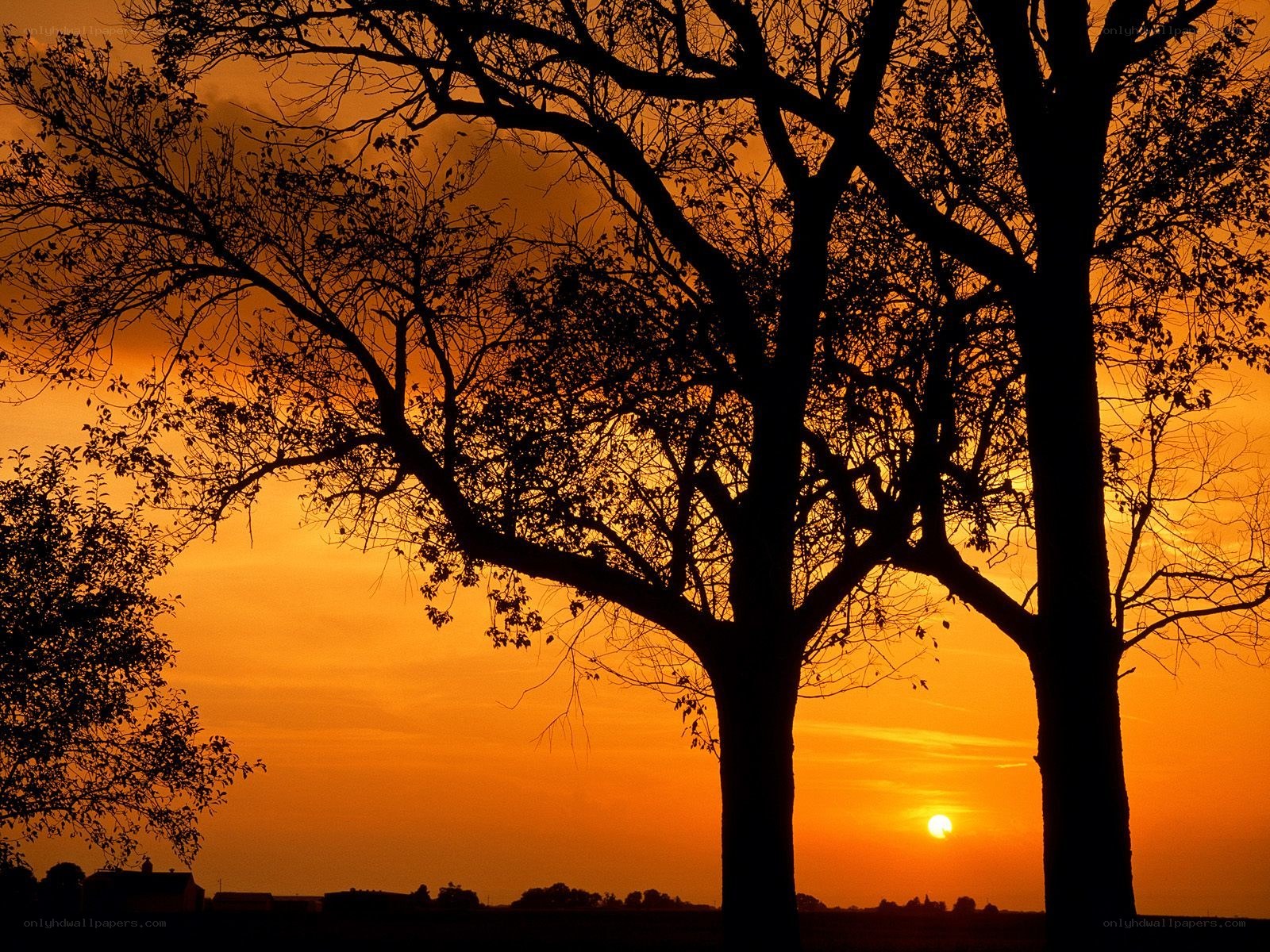 Silhouetted trees at sunset