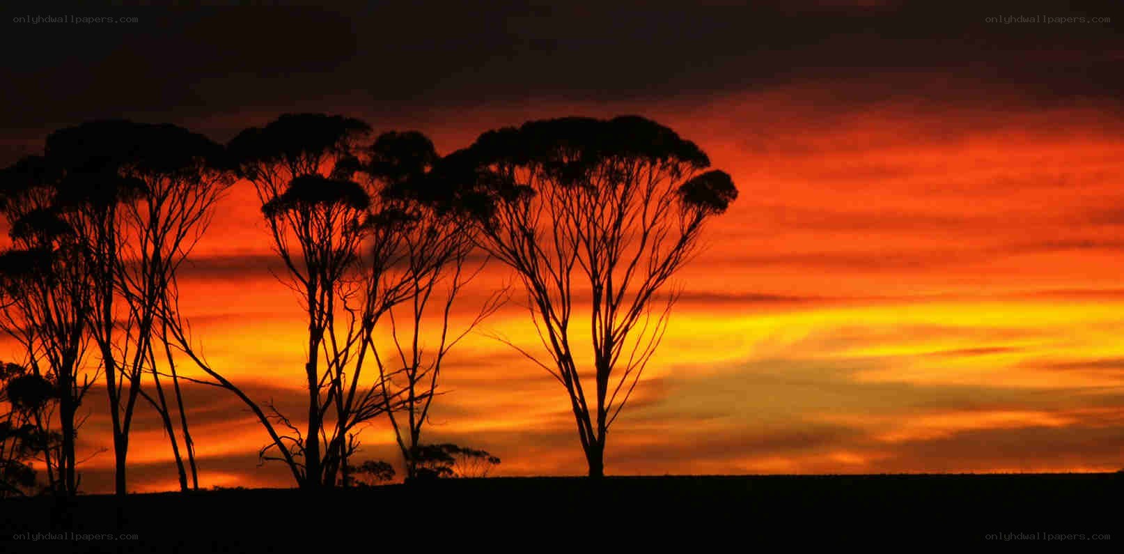 Silhouetted trees at sunset