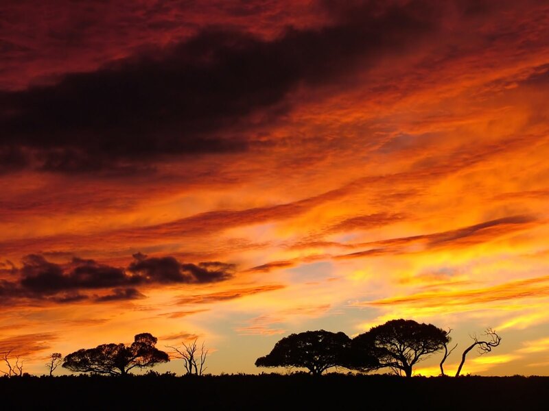 Silhouetted trees at sunset
