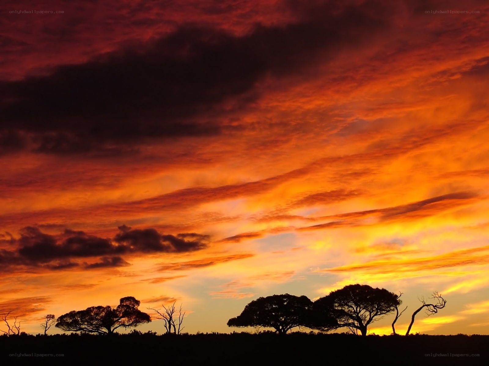 Silhouetted trees at sunset