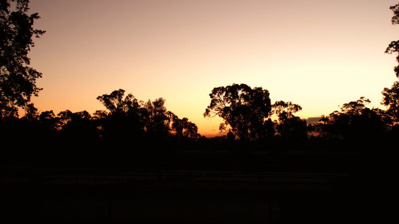 silhouetted trees at sunset