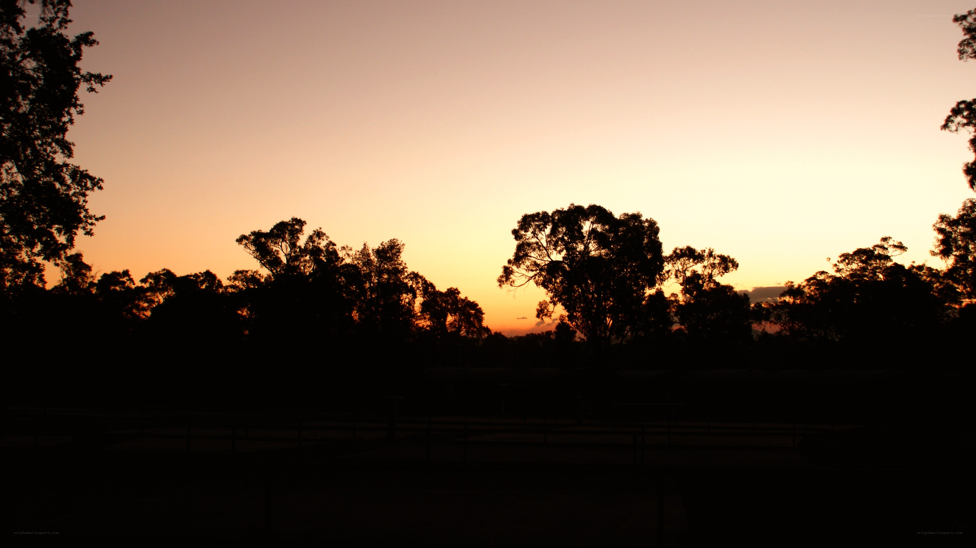 silhouetted trees at sunset