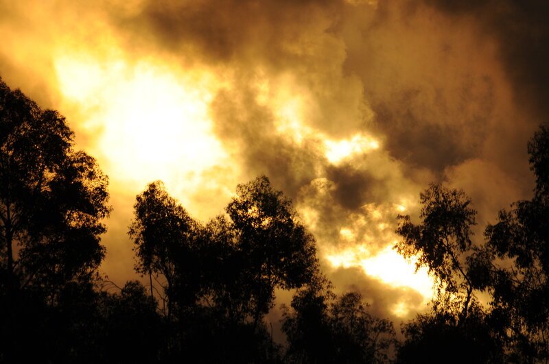 Silhouetted trees at sunset