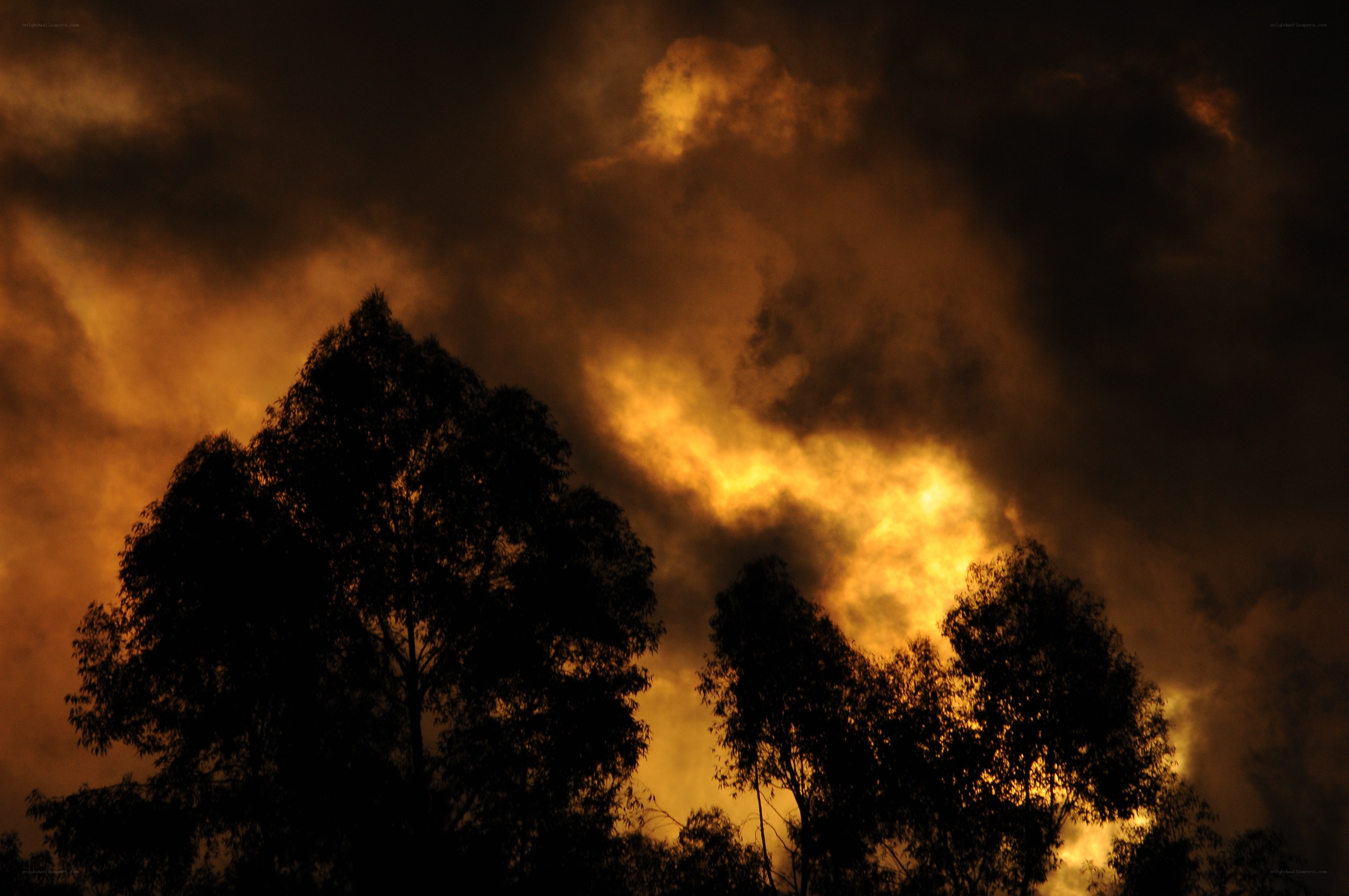 silhouetted trees at sunset
