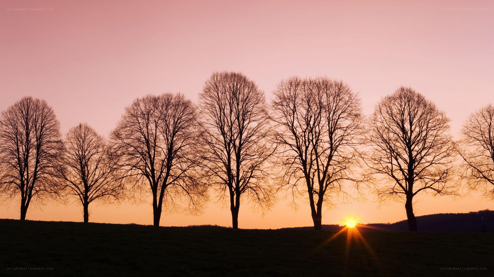 Silhouetted trees at sunset