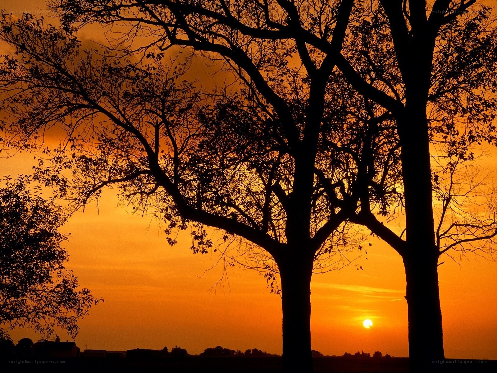 Silhouetted trees at sunset