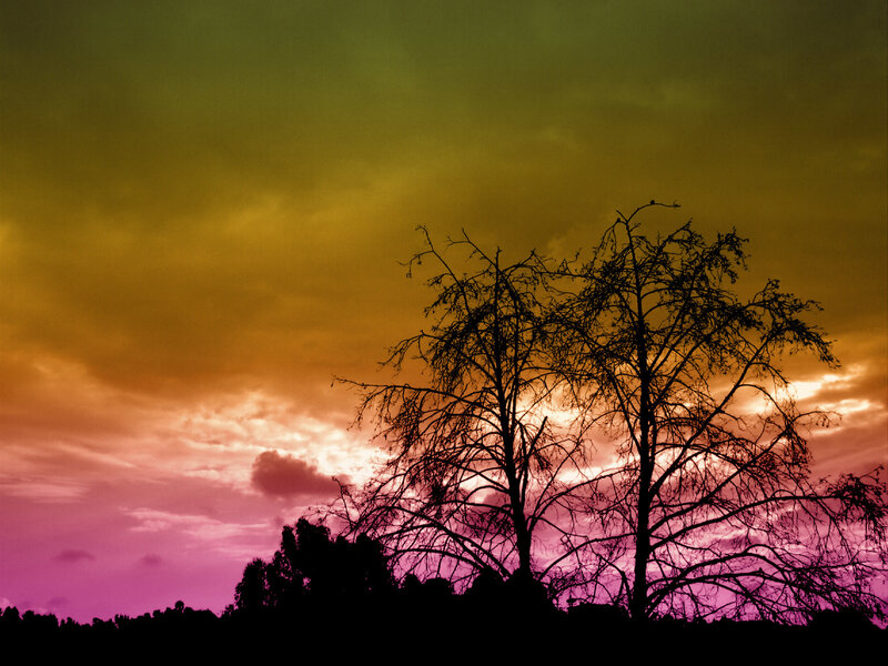 Silhouetted trees at sunset