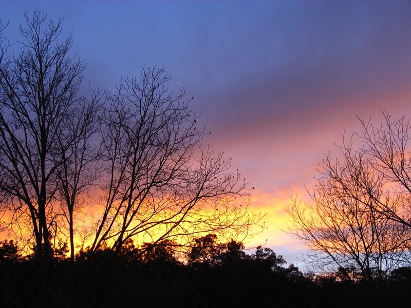 silhouetted trees at sunset