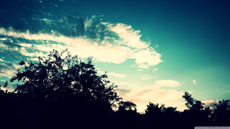silhouetted trees at sunset
