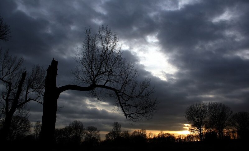 Silhouetted trees at sunset