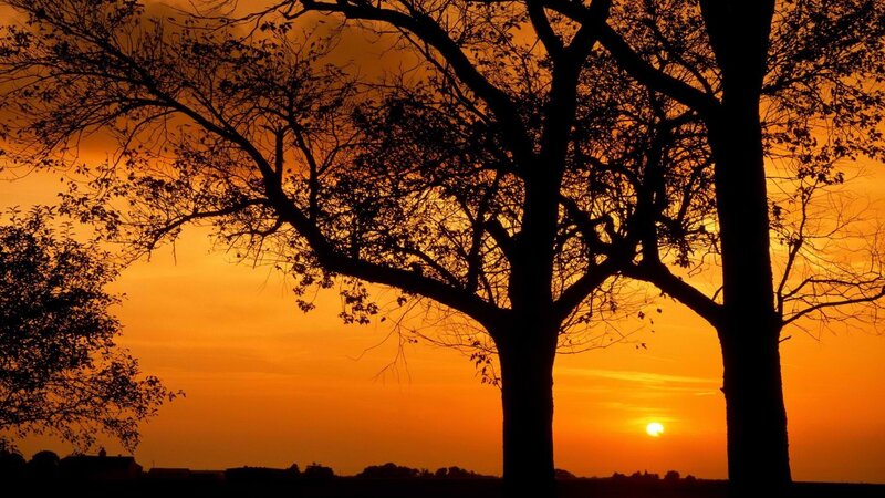 Silhouetted trees at sunset