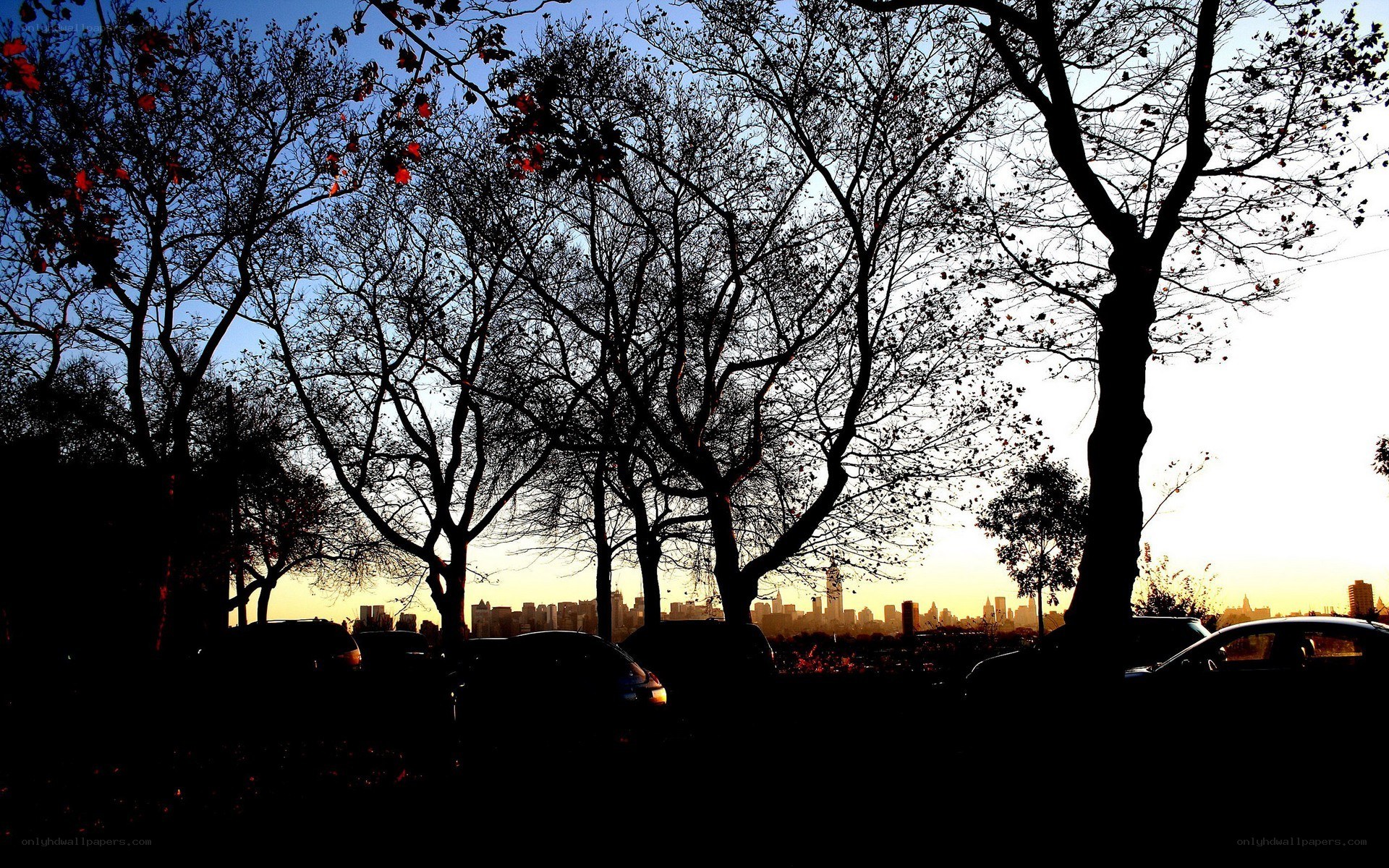 Silhouetted trees at sunset