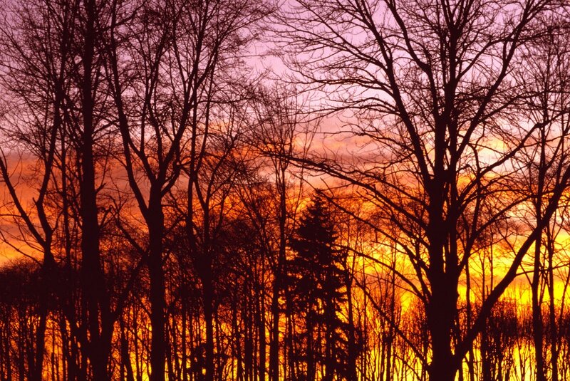 Silhouetted trees at sunset