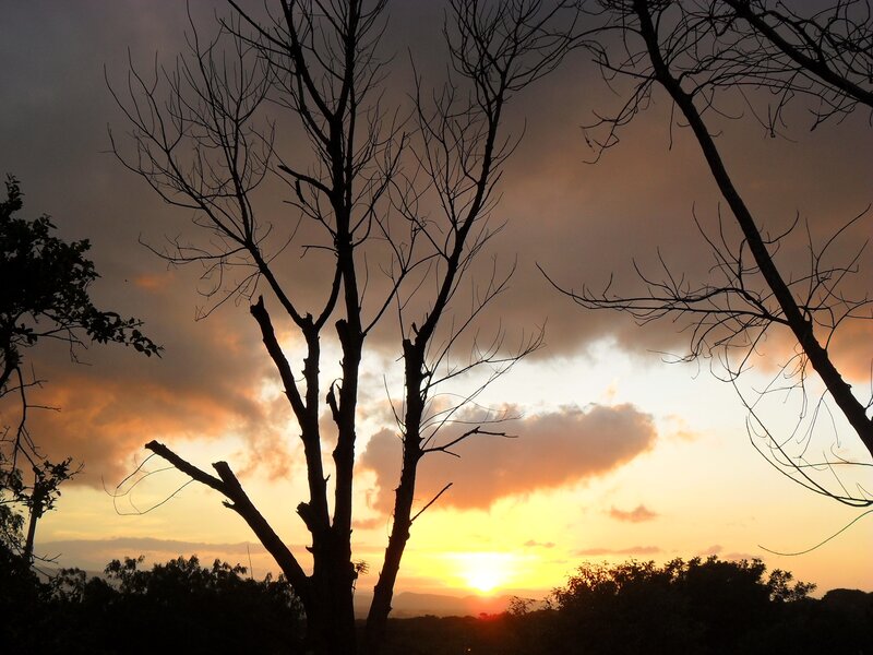 Silhouetted trees at sunset