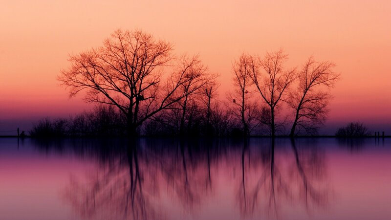 silhouetted trees at sunset
