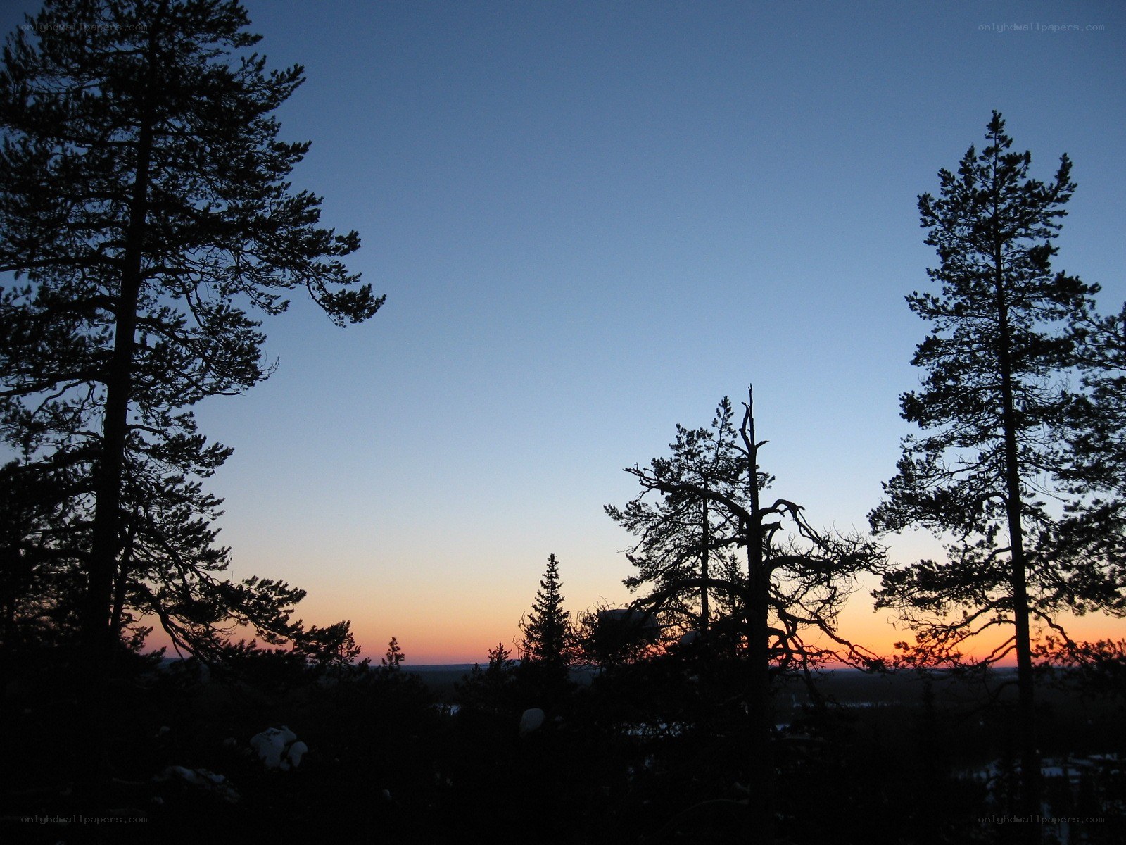 Silhouetted trees at sunset