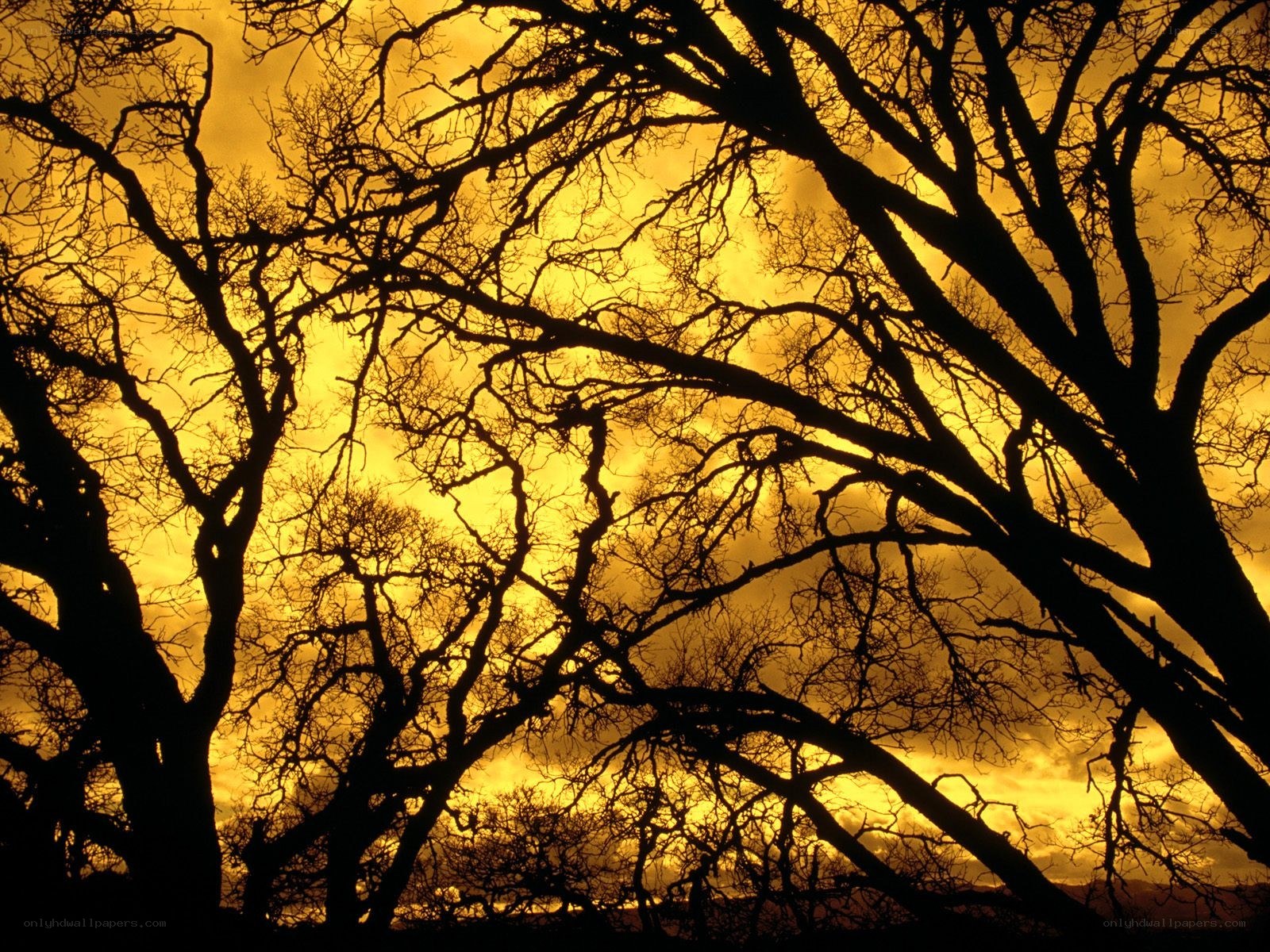 Silhouetted trees at sunset