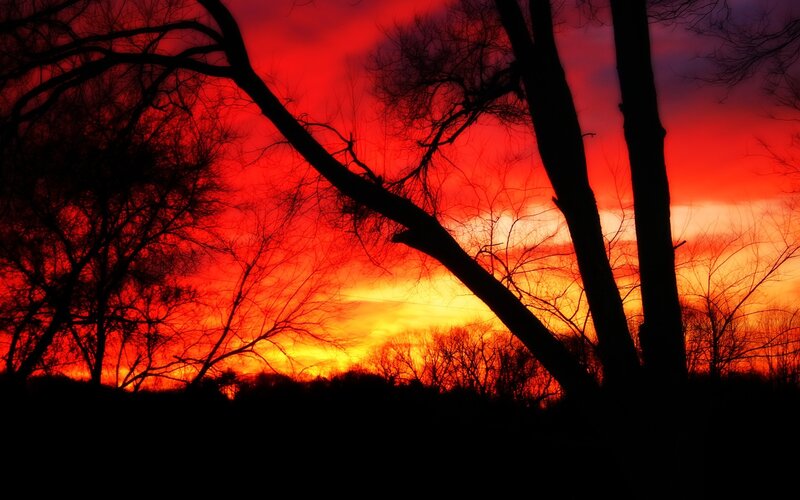 Silhouetted trees at sunset