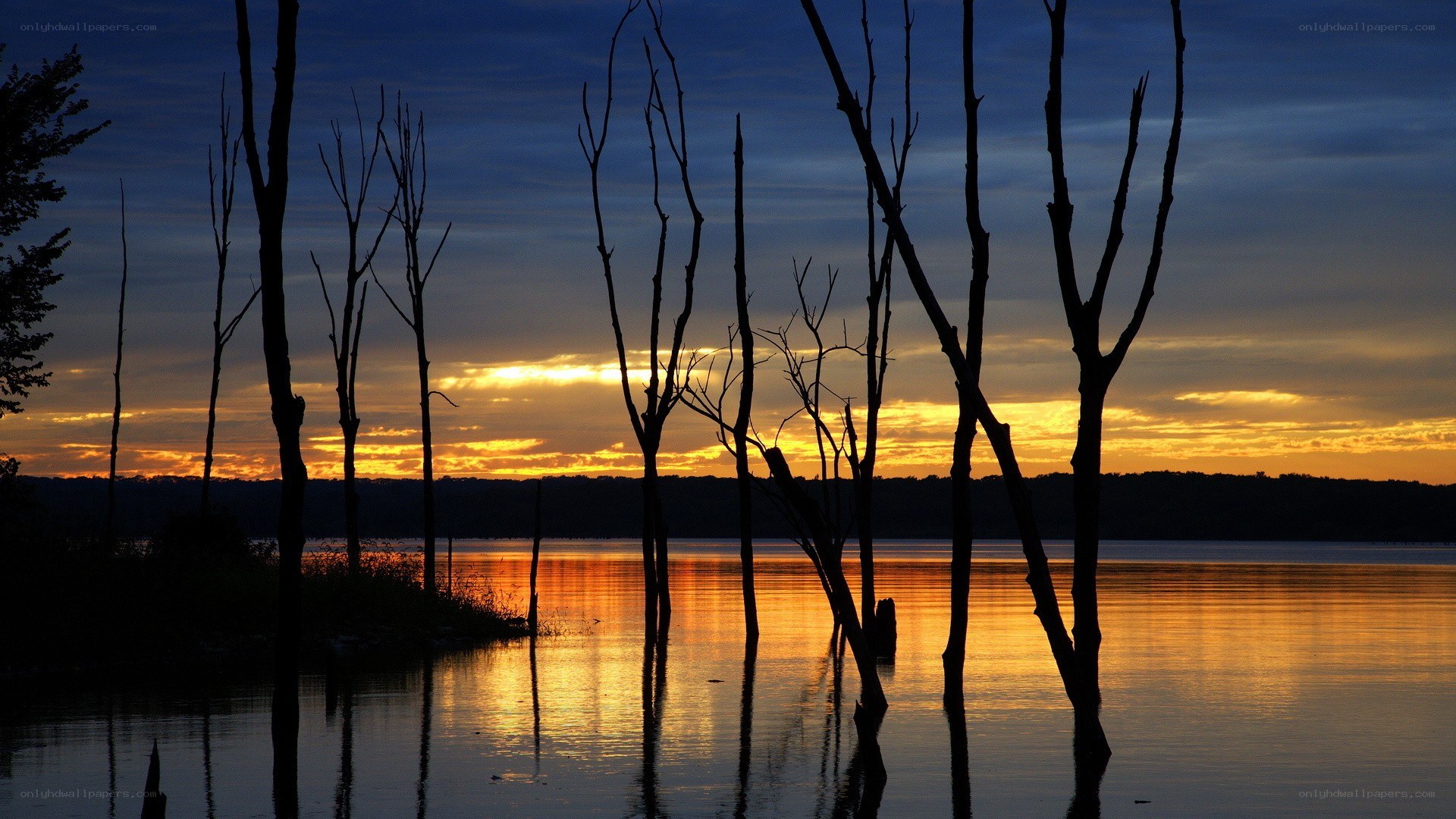 silhouetted trees at sunset