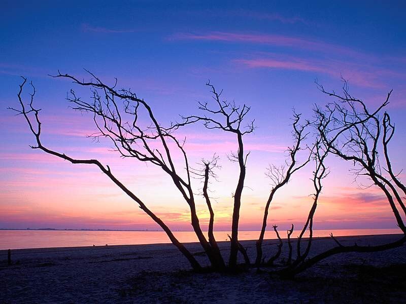 Silhouetted trees at sunset