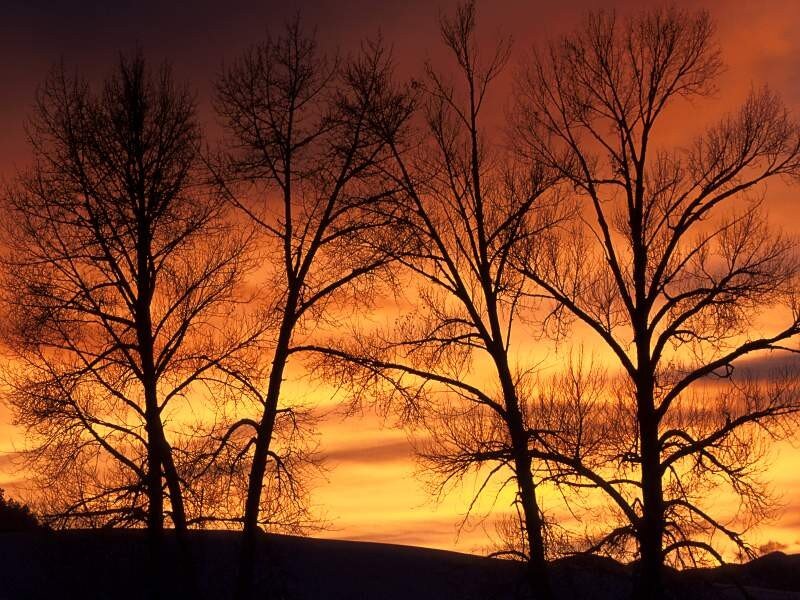 Silhouetted trees at sunset