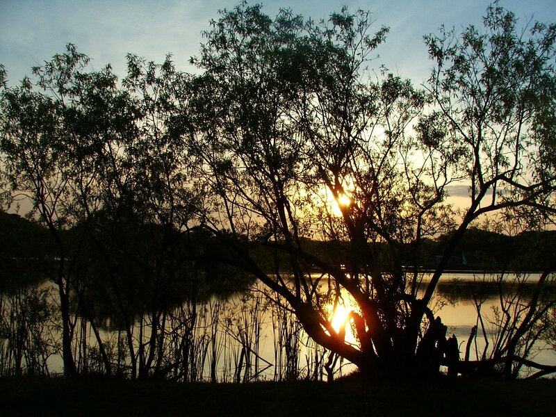 Silhouetted Trees at Sunset — Black, Serene, Photograph, Sun, Lake, Sky