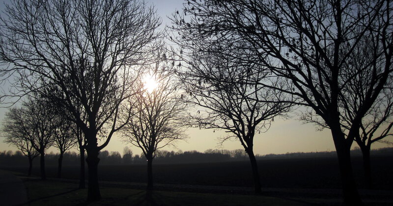 Silhouetted Trees at Sunset — Black, Serene, Photograph