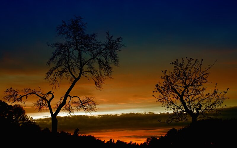 Silhouetted Trees at Sunset — Blue, Black