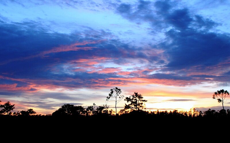 Silhouetted Trees at Sunset — Blue, Clouds