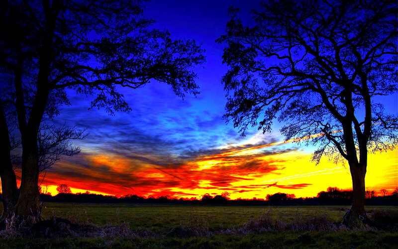 Silhouetted Trees at Sunset — Blue, Dramatic, Photograph, Field
