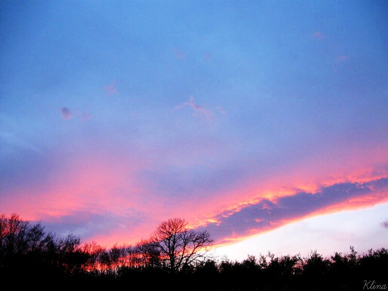 Silhouetted Trees at Sunset — Blue, Dramatic, Photograph, Sky, Clouds, Pink