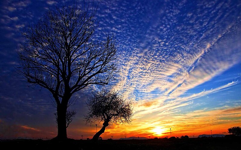 Silhouetted Trees at Sunset — Blue, Dramatic, Photograph, Sky, Clouds, Sun