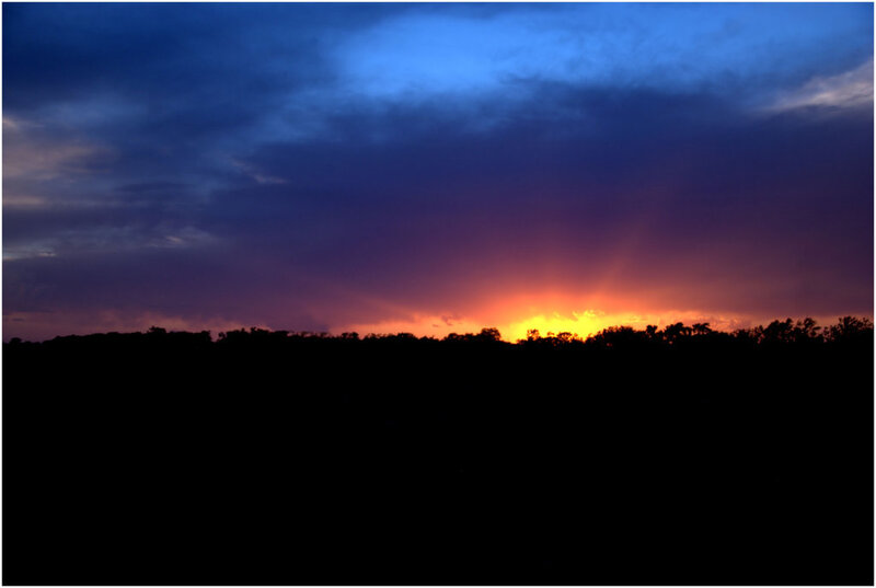 Silhouetted Trees at Sunset — Blue, Dramatic, Photograph, Sky, Clouds