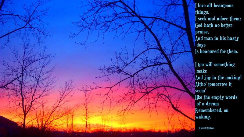 Silhouetted Trees at Sunset — Blue, Dramatic, Photograph, Sky