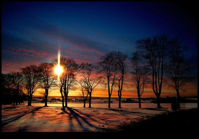 Silhouetted Trees at Sunset — Blue, Dramatic