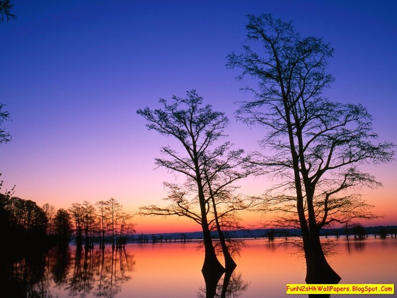 Silhouetted Trees at Sunset — Blue, Serene, Photograph, Lake, Sky, Purple