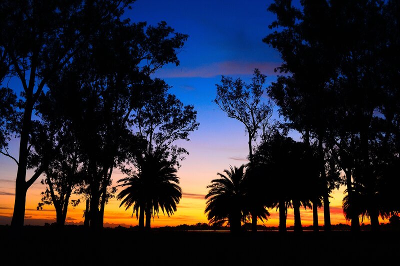 Silhouetted Trees at Sunset — Blue, Serene, Photograph, Palm Trees