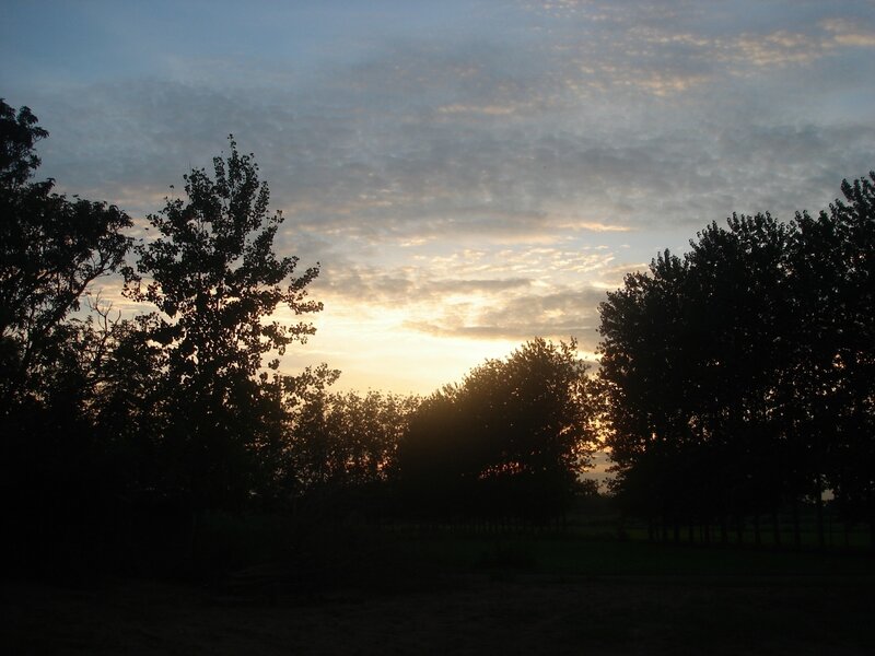 Silhouetted Trees at Sunset — Blue, Serene, Photograph, Sky, Clouds, Yellow