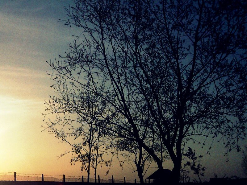Silhouetted Trees at Sunset — Blue, Serene, Photograph, Sky, Fence