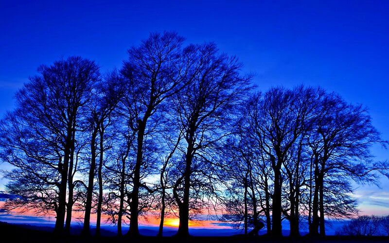 Silhouetted Trees at Sunset — Blue, Serene, Photograph, Sky, Sun
