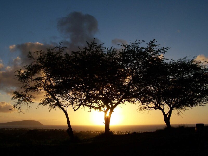 Silhouetted Trees at Sunset — Blue, Serene, Photograph, Sun, Clouds, Ocean