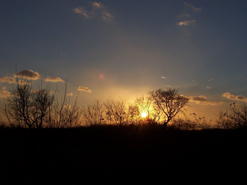 Silhouetted Trees at Sunset — Blue, Serene, Photograph, Sun, Clouds