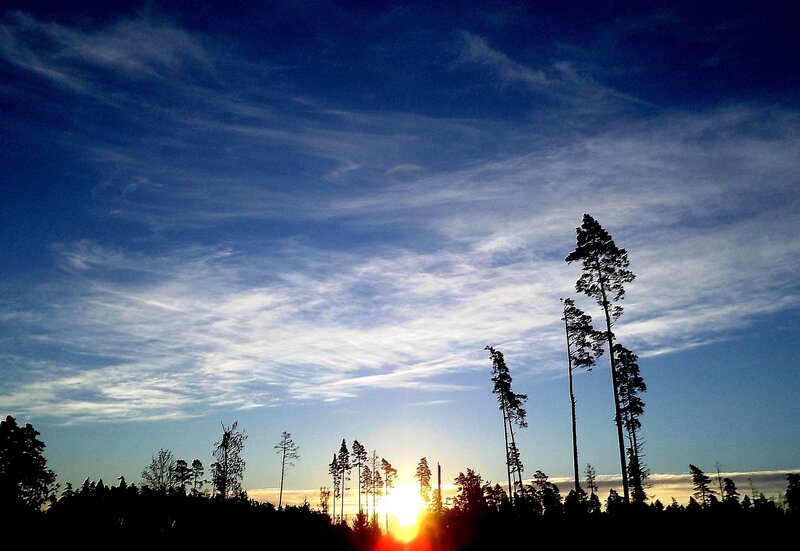 Silhouetted Trees at Sunset — Blue, Serene, Photograph, Sun, Sky, Clouds