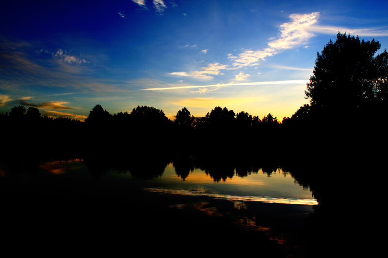 Silhouetted Trees at Sunset — Blue, Serene
