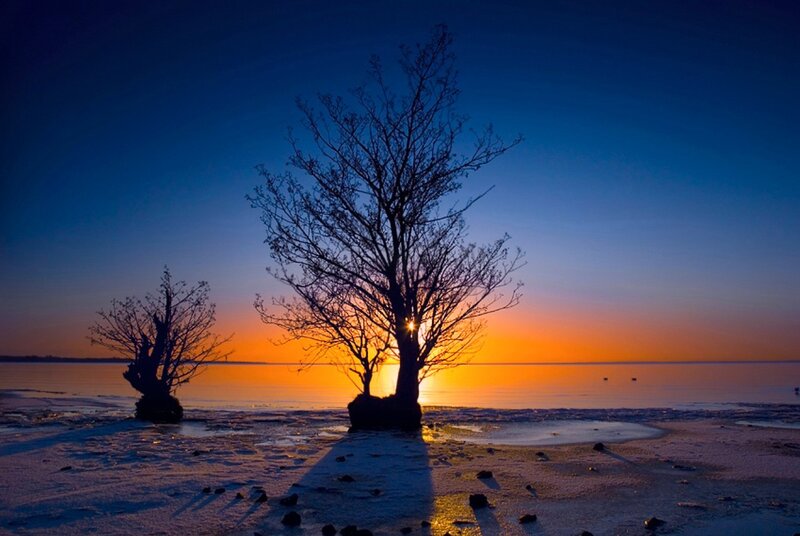 Silhouetted Trees at Sunset — Blue